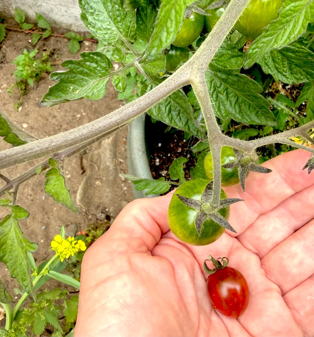 The first ripe tomato held beneath the plant